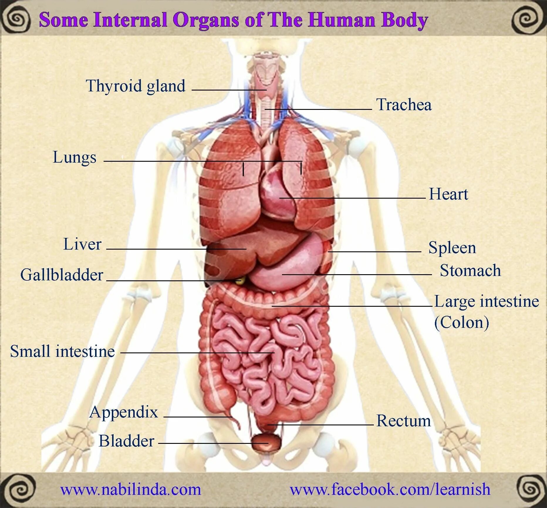 Human organs. Части внутренних органов на английском. Органы человека. Строение внутренних органов. Строение тела человека.