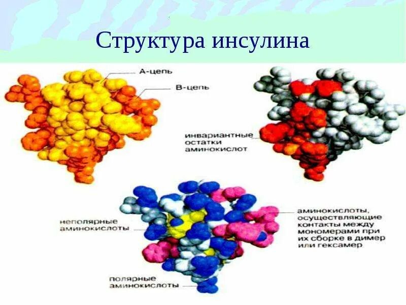 Химический элемент в инсулине и тестостероне