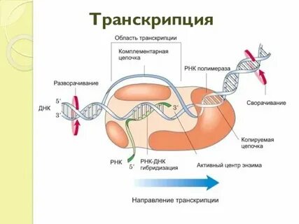 Что такое автотомия в биологии