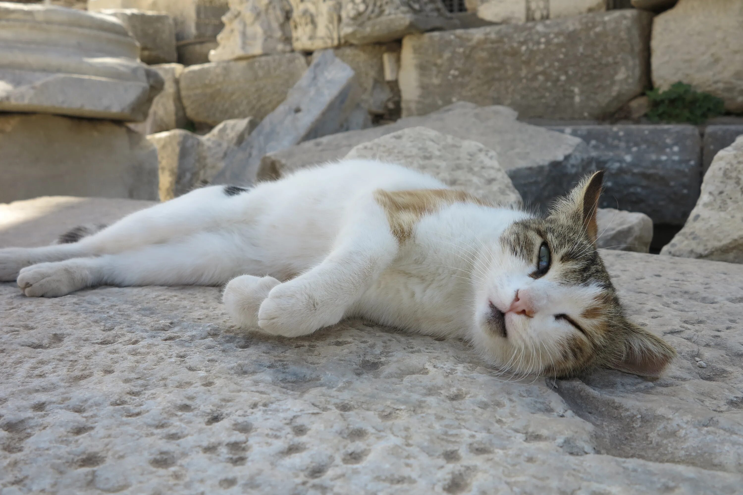 Turkey cats. Отдыхающий кот. Кошки в Турции. Турецкие кошки уличные. Смешные турецкие коты.