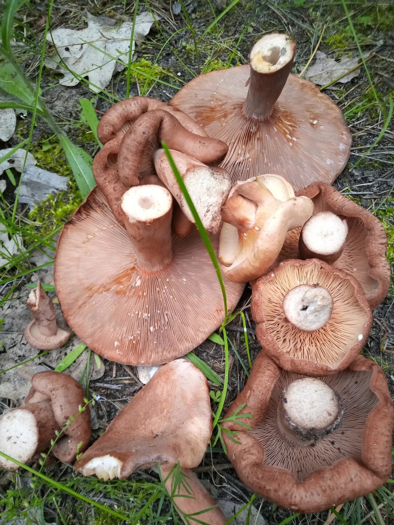 Млечник дубовый lactarius quietus съедобный?. Краснушка (lactarius subdulcis). Млечник подорешник гриб. Млечник дубовый lactarius quietus. Млечник дубовый lactarius quietus.