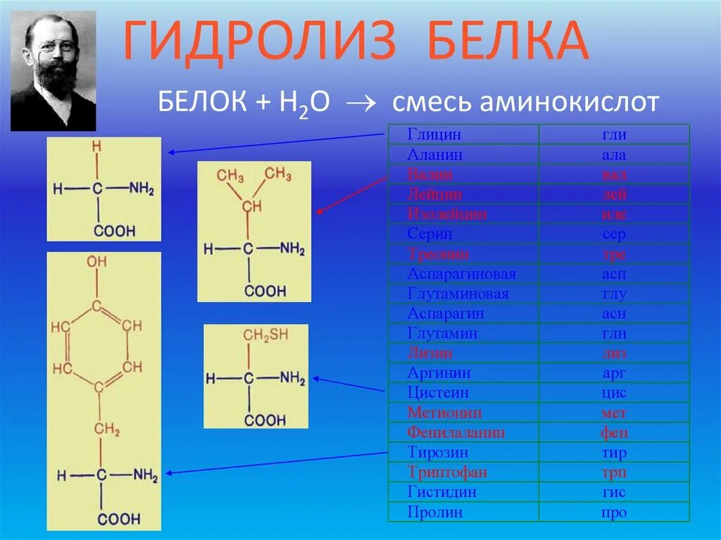 Клетки состоят из аминокислот. Белок + h2so4 →. Белок h2so4 реакция. Смесь аминокислотная гидролиз белка. Белок h2so4 название реакции.
