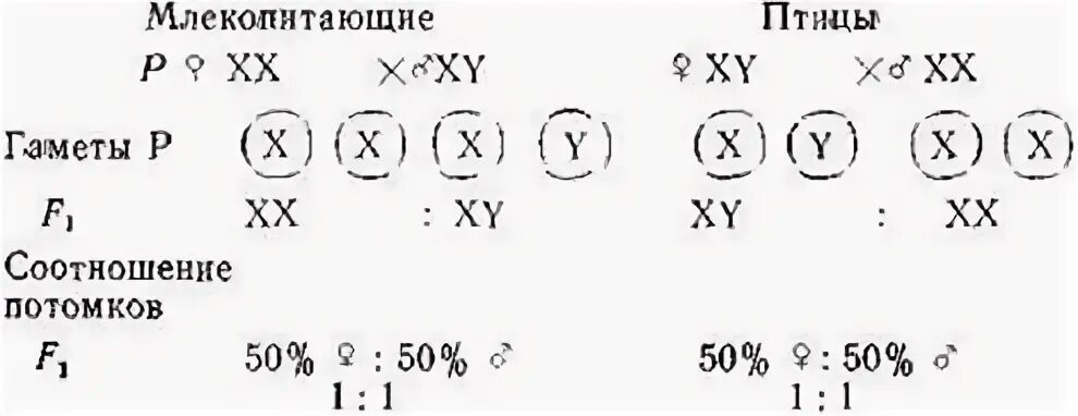 Число аутосом в зиготе