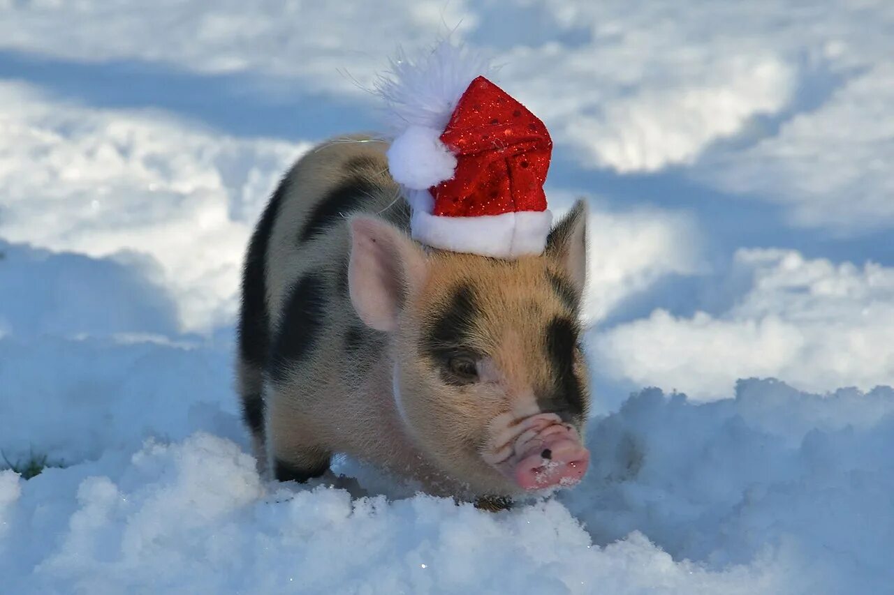 Новогодняя свинья. Поросята зимой. Поросята зимой. Поросята зимой. Свиньи зимой.