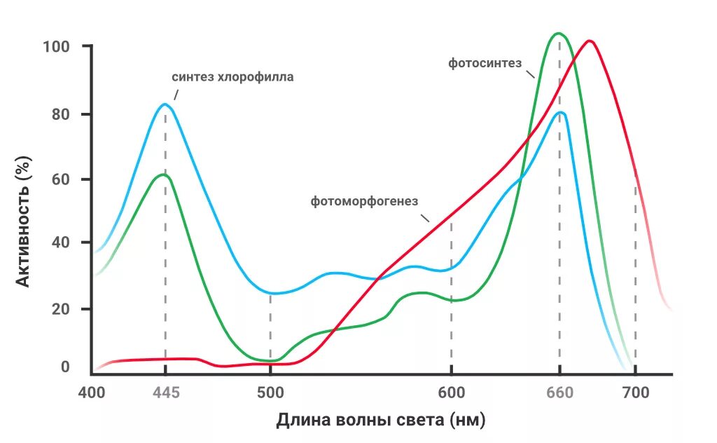 Какой спектр поглощает хлорофилл. Спектр поглощения хлорофилла на спектроскопе. спектры поглощения пигментов растений. спектр поглощения растительных пигментов. спектр поглощения пигмента хлорофилла.