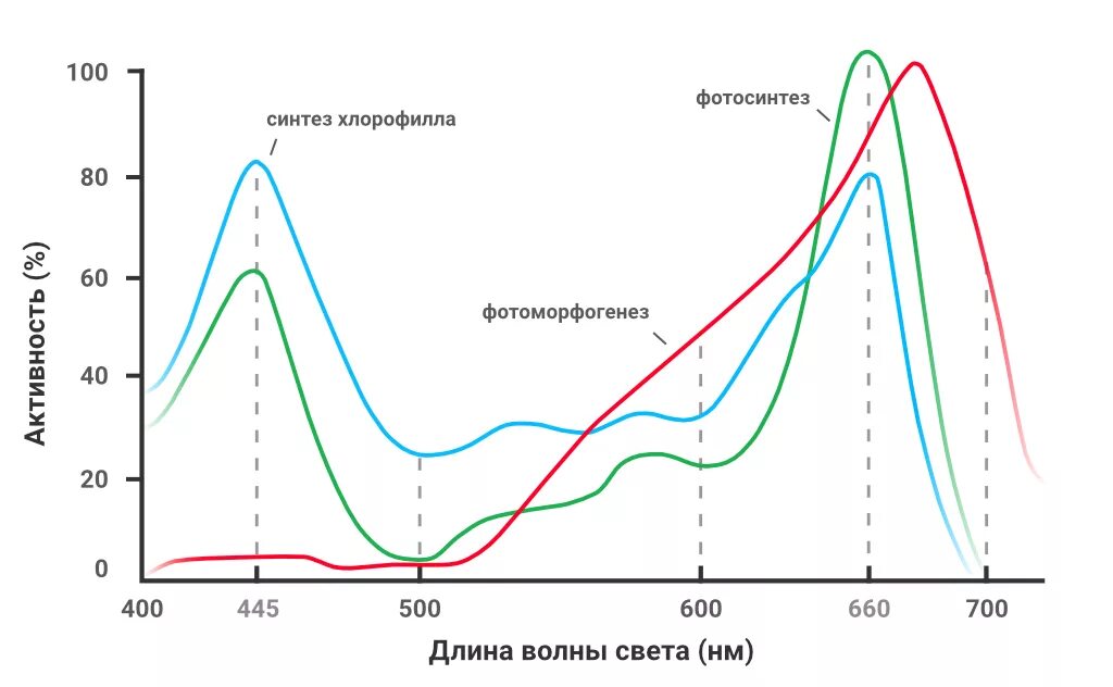 Спектр поглощения хлорофилла на спектроскопе. Спектры поглощения пигментов растений. Спектр поглощения растительных пигментов. Спектр поглощения хлорофилла график. Хлорофиллы поглощают свет