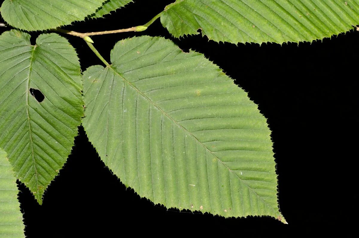 Карпинус кордата. Граб сердцелистный — Сarpinus cordata. Хмелеграб обыкновенный. Растения Приморья и их листья.