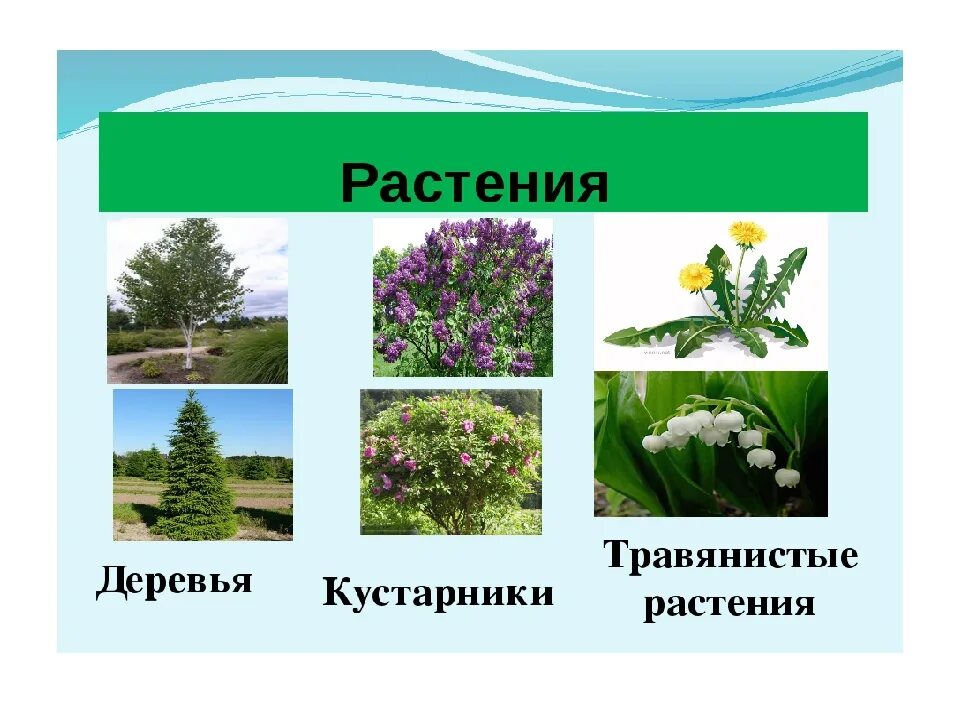 Каких цветов бывают растения. Травянистые растения деревья. Кустарники и травянистые растения. Виды кустарников. Название кустарников и трав.