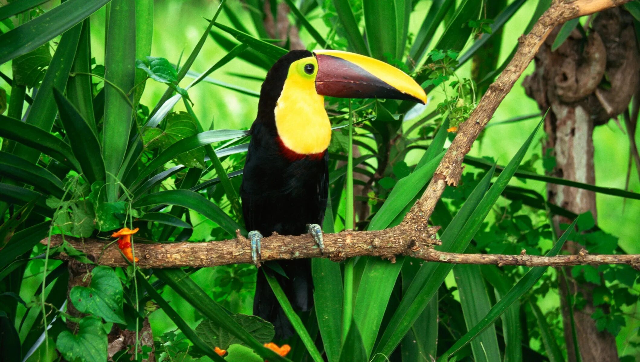 Тукан Амазонка. Сельва Амазон птица. Эндемики влажных экваториальных лесов Африки. Фауна экваториальных лесов Южной Америки.