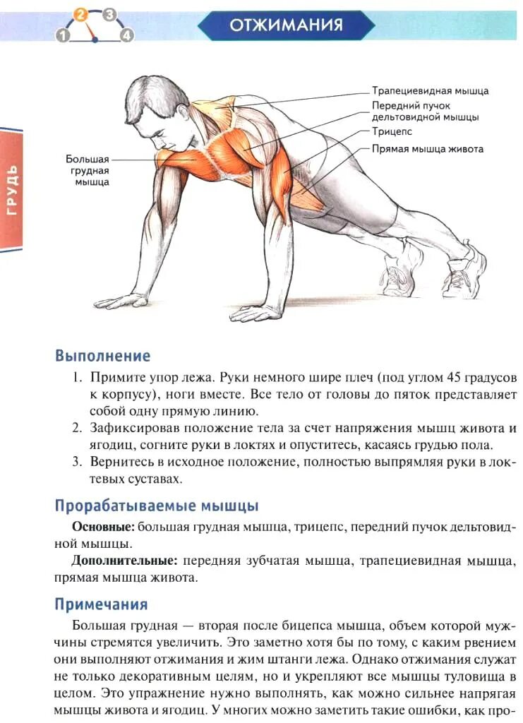 Польза отжиманий от пола для мужчин. Упражнения мышцы отжимания от пола. Мышцы задействованные при отжимании. Нагрузка на мышцы при отжиманиях. Отжимания группы мышц.