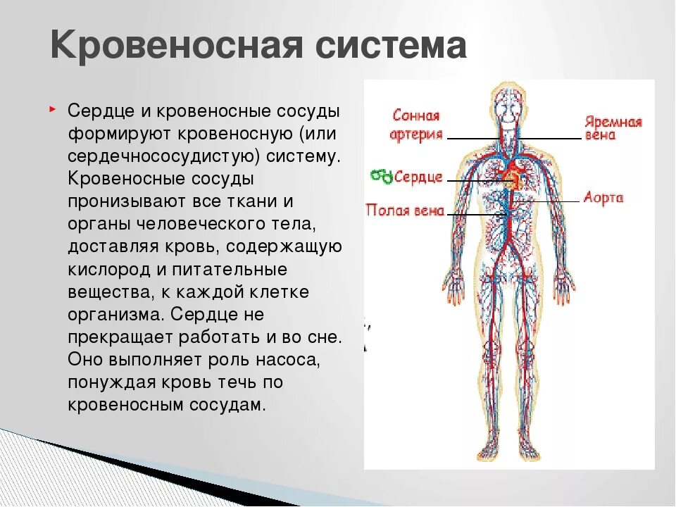 Кровеносная система человека вид спереди. Кровеносная система человека 3 класс окружающий мир схема. Кровеносная система человека описание. Сердце икровиносные сосуду.