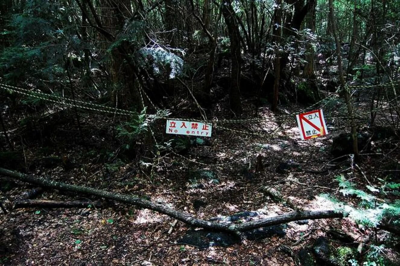 Находится в нескольких сотнях. Лес Аокигахара Дзюкай в Японии. Лес самоубийц в Японии Аокигахара. Лес Аокигахара самоубийства. Лес Аокигахара Япония призраки.