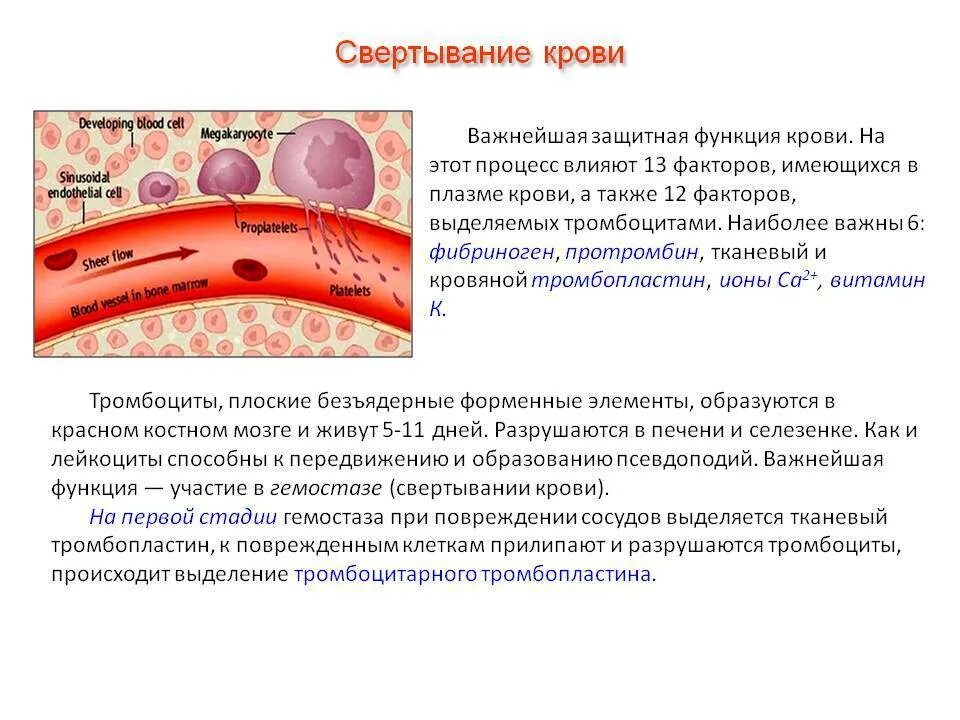 Плохое свертывание крови