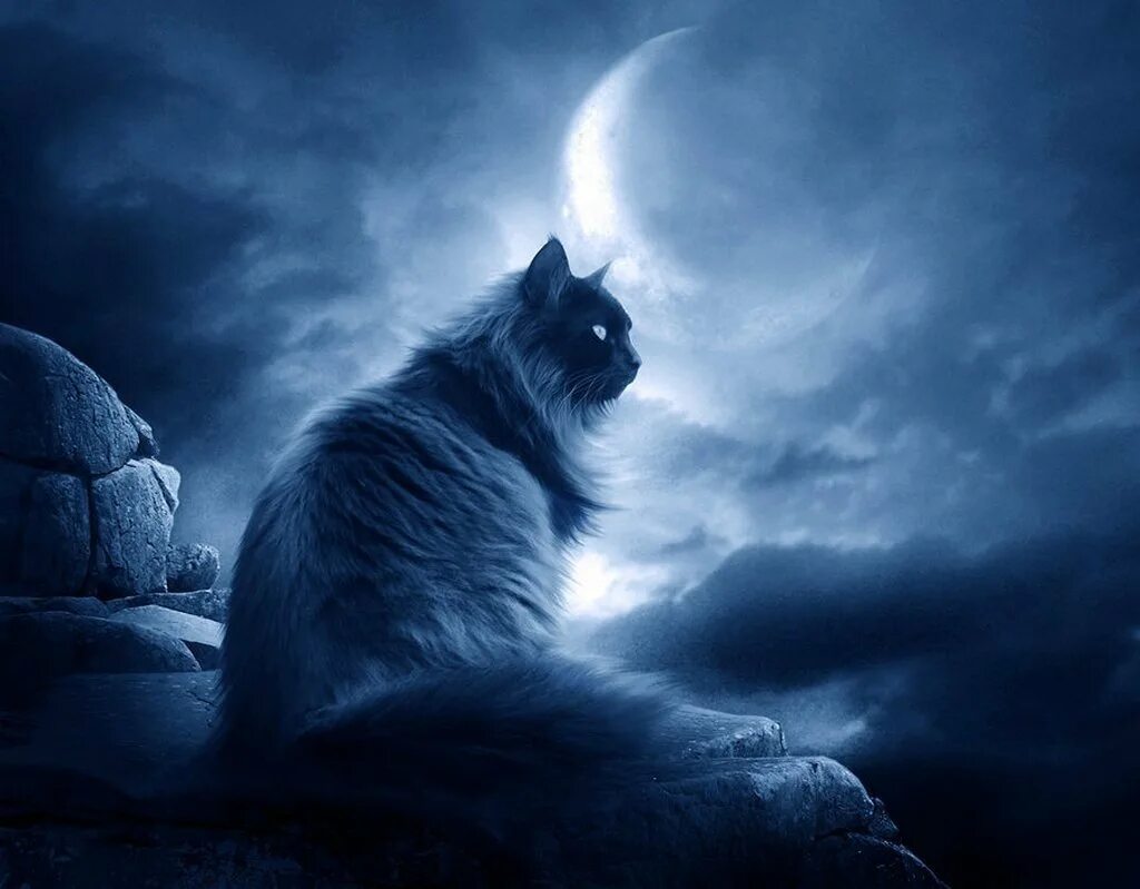 Кошки чрезвычайно терпеливы. "Лунный кот". Мистический кот. Ночной кот. Кошка мистика.