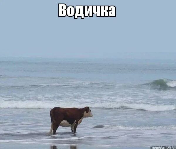 Водичка мем. Корова в море. Корова в море Мем. Корова в воде Мем