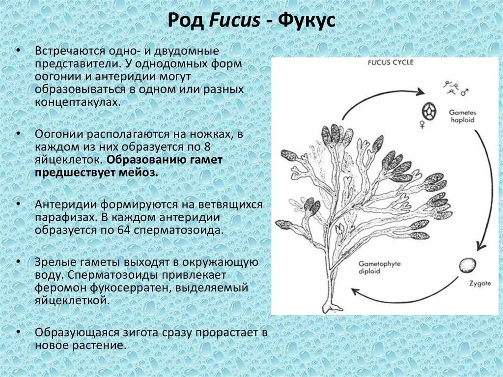 Мейоз водорослей. Цикл развития фукуса. Жизненный цикл фукуса схема. Цикл воспроизводства фукуса. Жизненный цикл фукуса водоросли.