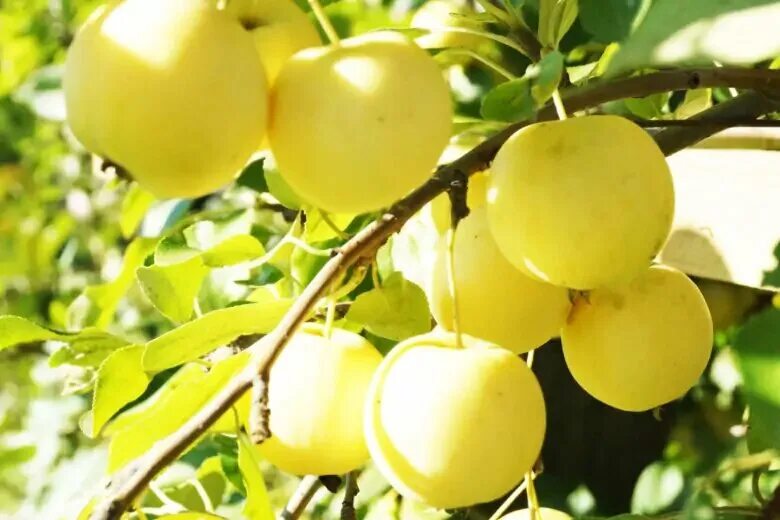 Яблоня медовка наливная. Яблоня ранетка золотая китайка. Ранет медовый. Яблоня сибирская (ранетки). Ранет медовый.