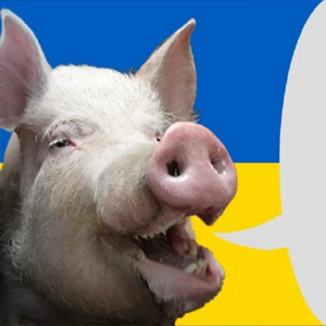 Сигналы свиней ян гулсен кис схипенс. Свинки говорят. Свинки говорят. Свинки говорят. Свинка пеппа говорит по телефону.