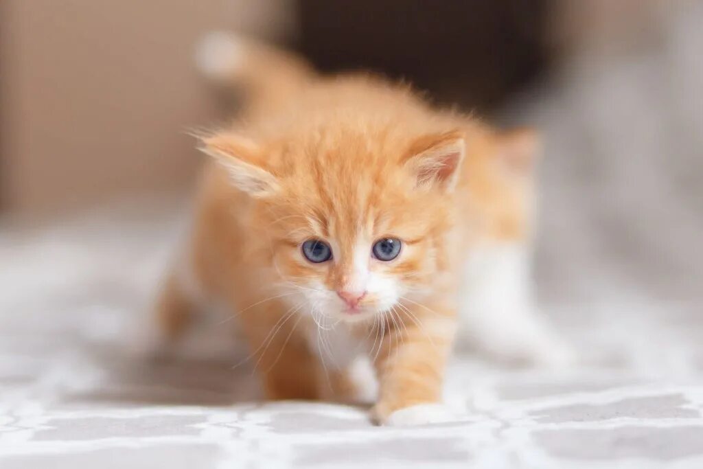 европейская короткошерстная кошка рыжая. пушистый котик под солнышком. макрелевый табби рыжий. рыжий кот минск. рыжий кот минск.