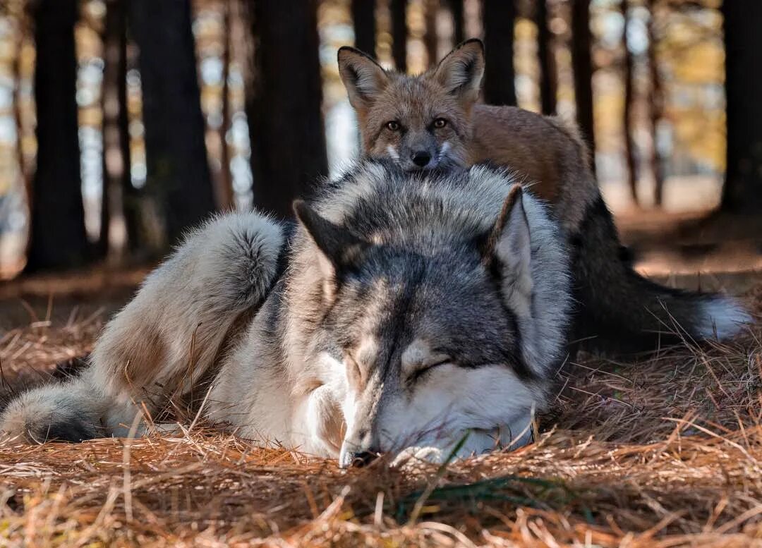 Волки лучше лис