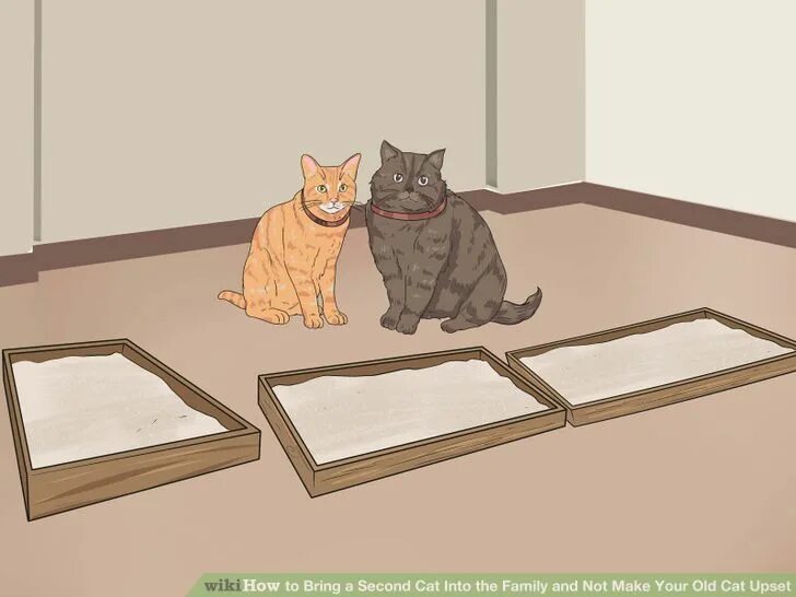 Can you turn cat into pet