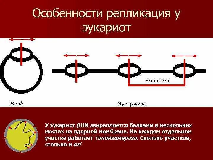 Схема репликации днк прокариот. Особенности репликации у эукариот. Схема репликации днк эукариот. Особенности репликации у эукариот. Репликативная вилка эукариот.