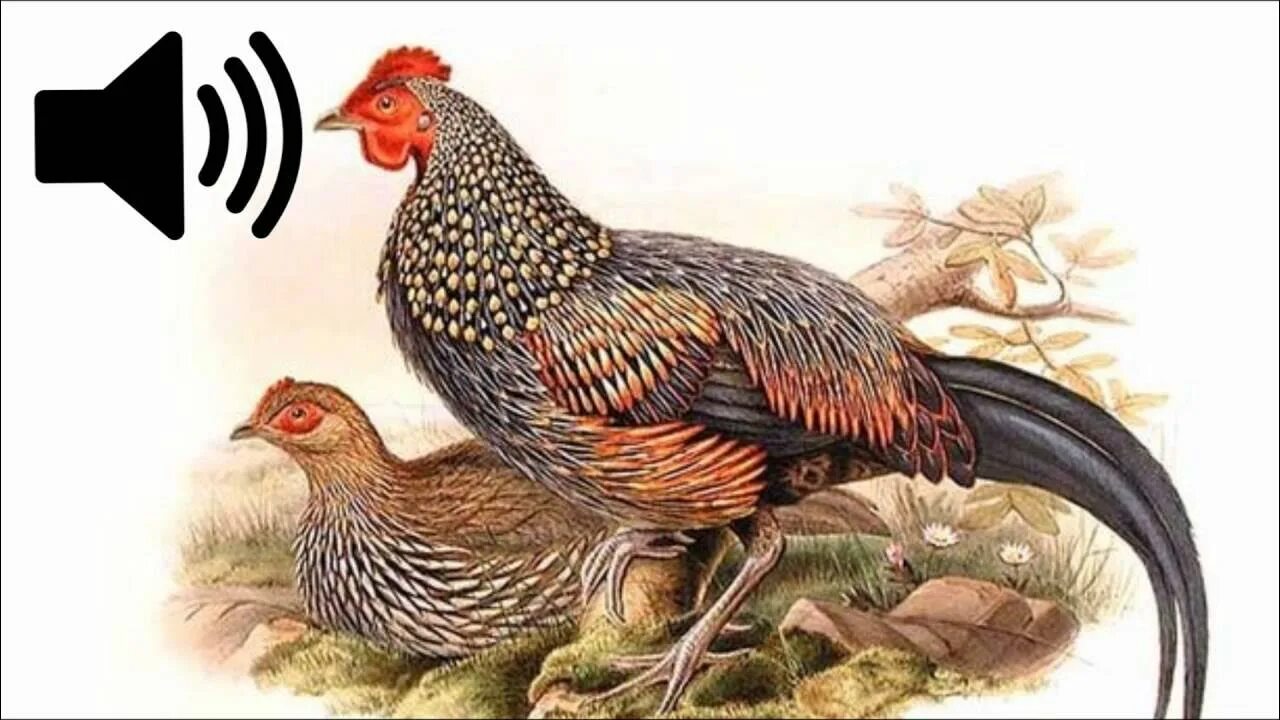 Ближайший родственник курицы. Динозавр прародитель курицы. Скелет курицы и тиранозавра. Тираннозавр рекс и курица. Ближайший родственник курицы.