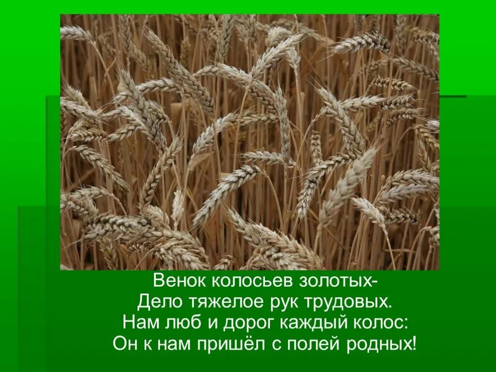 Колос стихотворение. Золотая нива стихотворение. Стих хлеб всему голова. Стихи про колосья для детей. Стих про поле короткий.