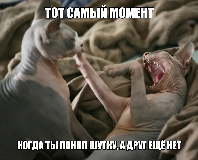 Не беда если нет друзей беда если они фальшивые и продажные. Дружба картинки. Друг которому не страшны. Со мной дружить надо. Друг которому не страшны.