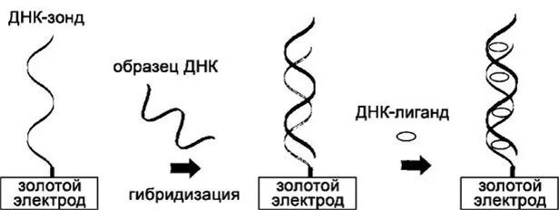 Днк зонд. ДНК зонды схема. Принцип метода ДНК-зондов. Что такое генетический зонд (ДНК-зондов)?.