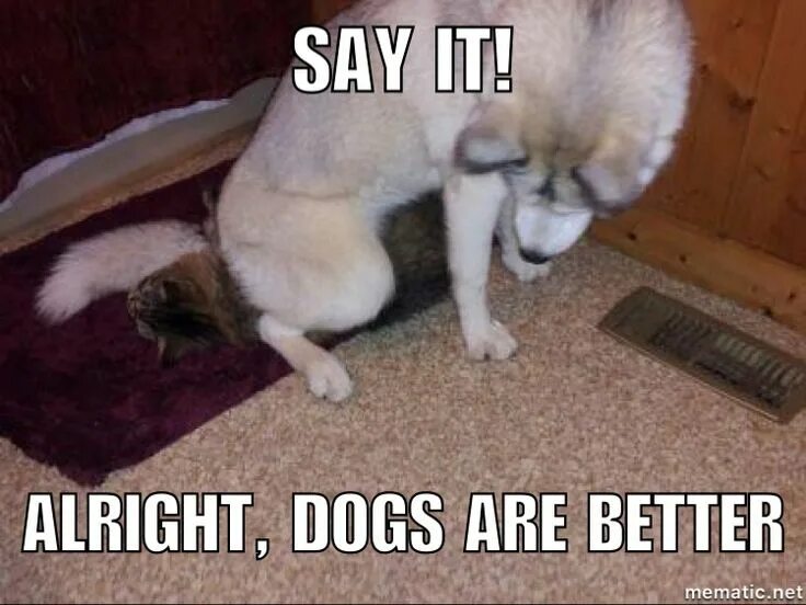 Пес сидит на коте. Кошка с собакой сидят. кот сидит на собаке. собака сидит на коте. кошка с собакой сидят фото.