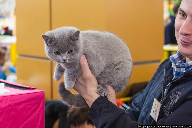 Выставка кошек. Выставка кошек Иркутск. Выставка кошек мероприятие. Выставка кошек в Тамбове 2022 Студенец.