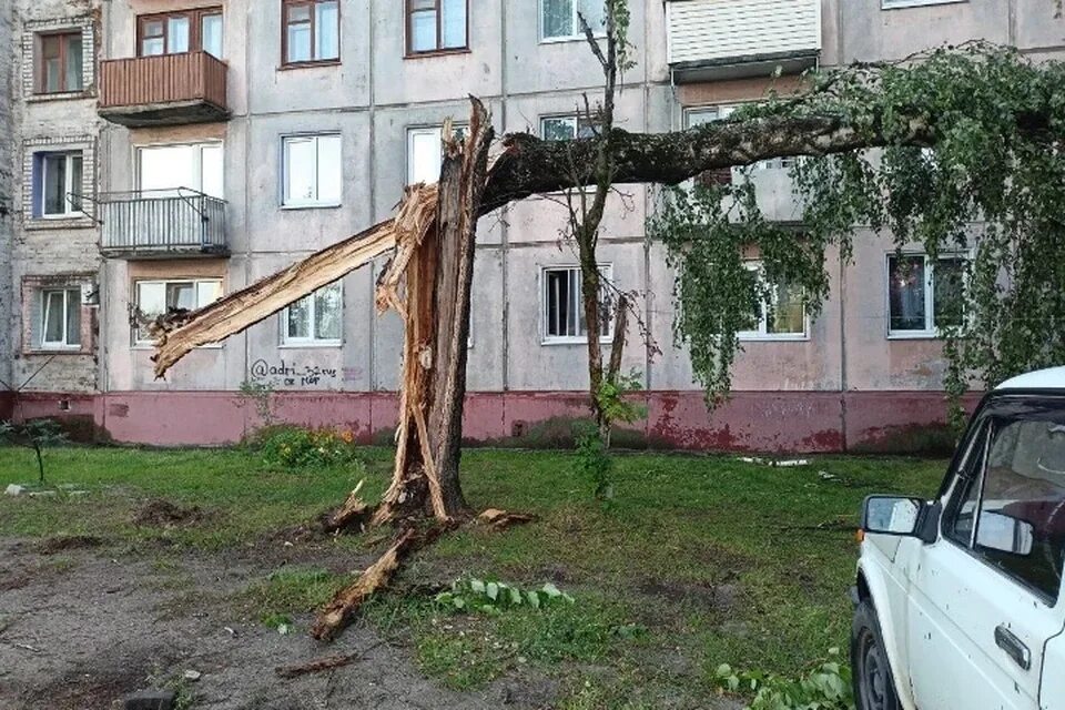 Ураган в клину вчера. Дерево. дерево фото. ураганный ветер.