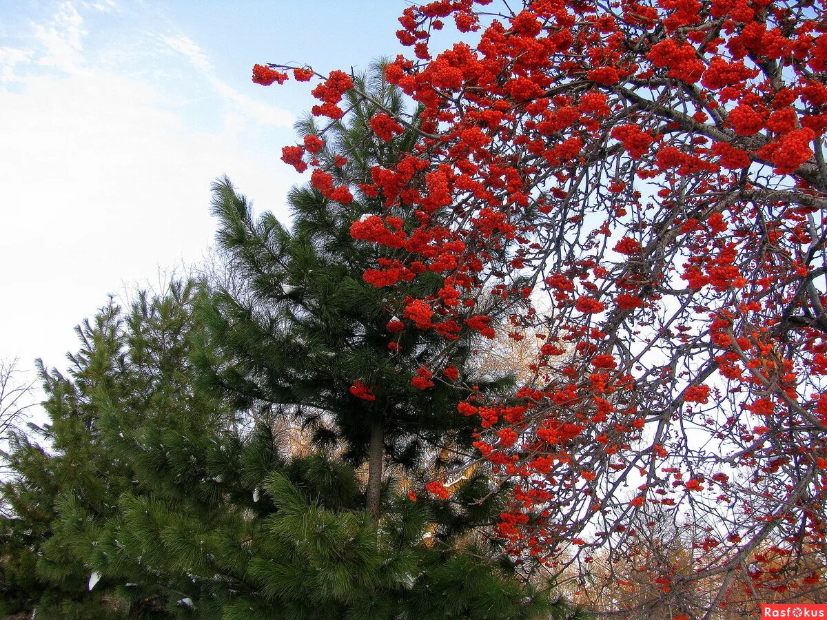 рябина с хвойными. рябина титан. клен, рябина, ель, сосна, береза. рябина додонг. рябина рядом с березой зимой.