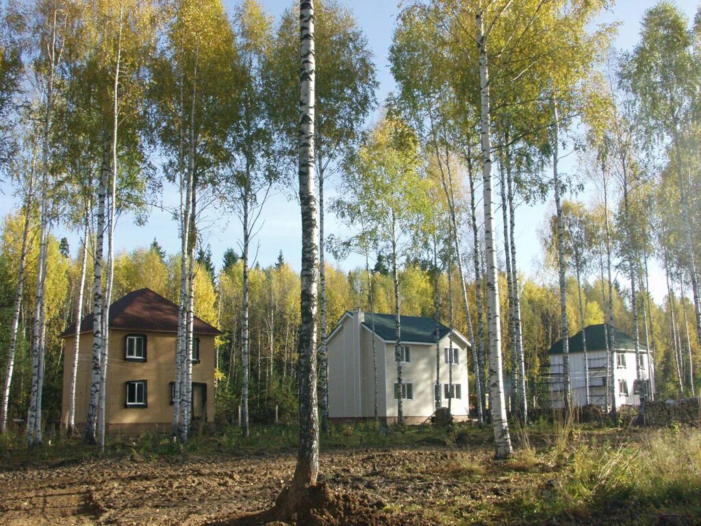 Участок березняки. Поселок Николаев Посад Березники. П. Николаев Посад. Лесоэто поселок.