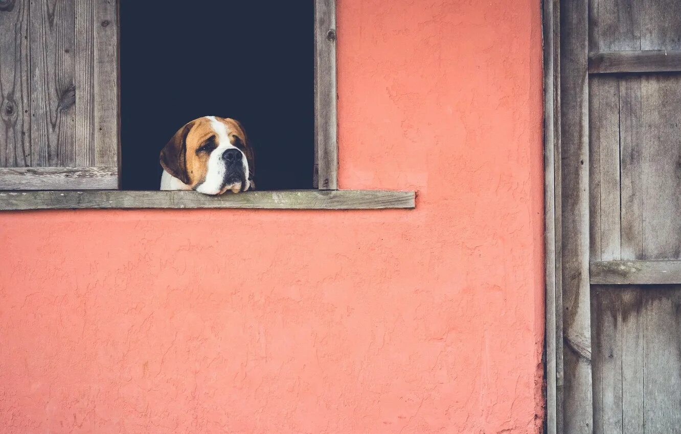 Собака в окне. Собака ждет у двери. Собака ждет у окна. Грустная собака. Соскучилась по дому