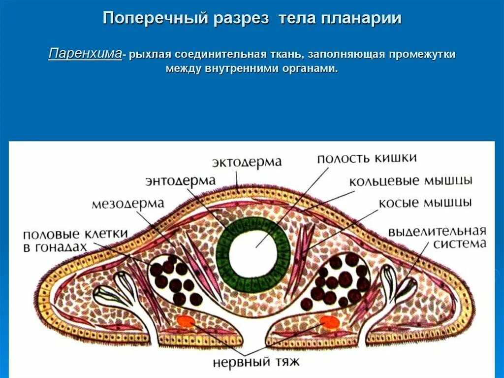 Внутреннее строение плоских. Поперечный срез тела плоского червя. Поперечный срез плоских червей схема. Схема поперечного среза плоского червя. Плоские черви в разрезе строение.