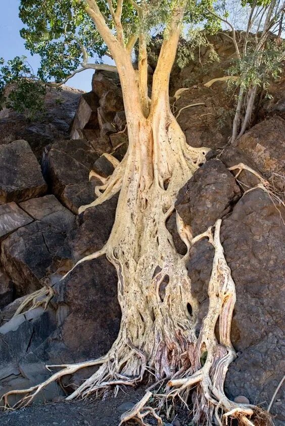 Самые глубокие корни. Ficus Palmeri. Фикус Палмера. Фикус эвкалипт. Корневая фикуса.