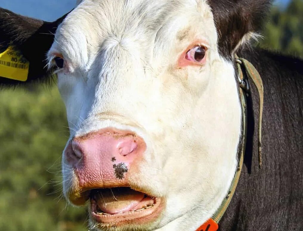 забавная корова. испуганная корова. морда коровы. коровы удивлены. удивленная корова.