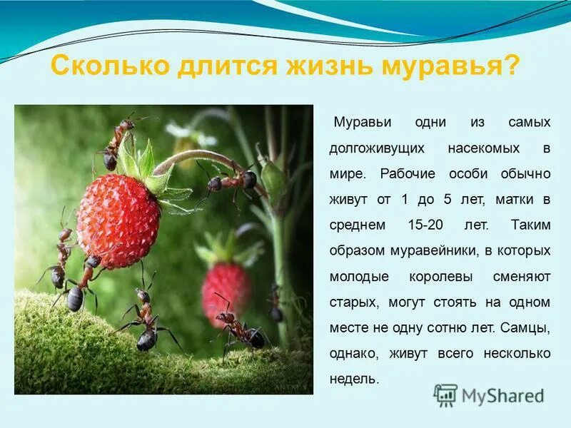 интересная информация о муравьях для детей. сколько живут муравьи. строение муравейника. сколько живут муравьи. сколько живут муравьи.