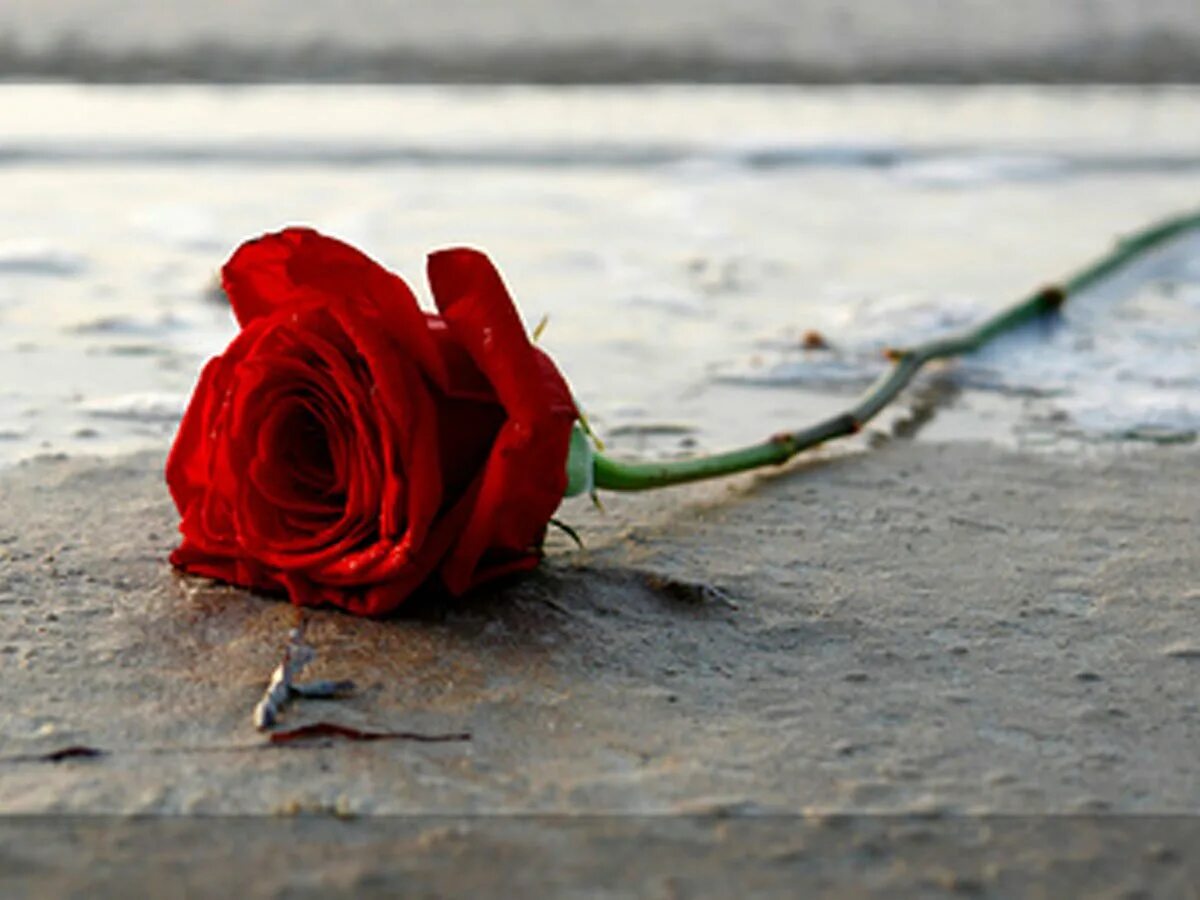 прощальные цветы. цветы лежат на земле. перестают цветок. брошенные цветы. топтать цветы.