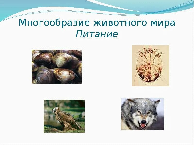 Разнообразие животных детям. Животный мир презентация. питание многообразие животных. общие сведения о животном мире. пищевое разнообразие животных.