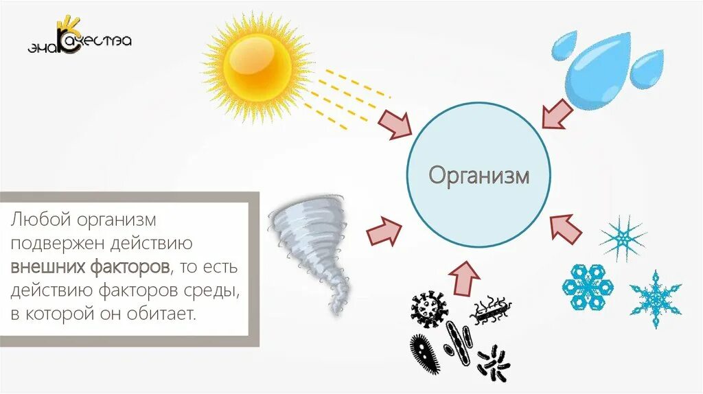 Влияние факторов внешней среды на онтогенез. Влияние внешних факторов на онтогенез организмов.. Влияние внешних факторов на онтогенез 9 класс. Влияние внешней среды на организм. Пример любого организма