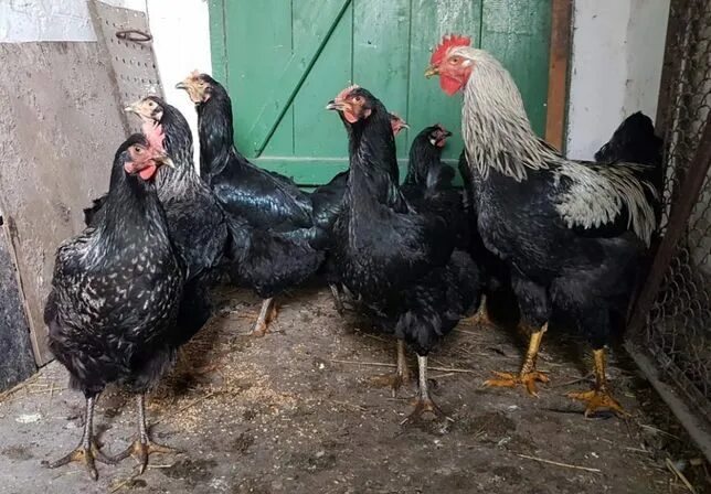 Юрловская брама. Куры породы юрловская голосистая. Юрловская голосистая порода кур фото. Юрловская порода кур. Юрловская порода кур.
