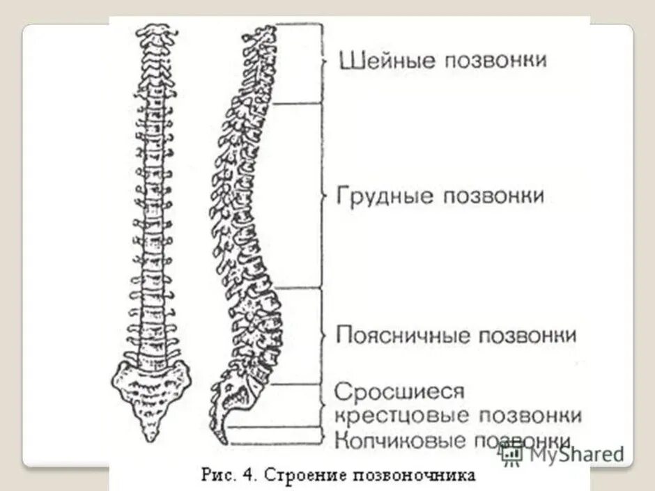 Сросшиеся отделы позвоночника. Отделы позвоночного столба человека схема. Позвонок строение на скелет. Строение скелета позвоночника анатомия. Кости человека анатомия Позвоночный столб.