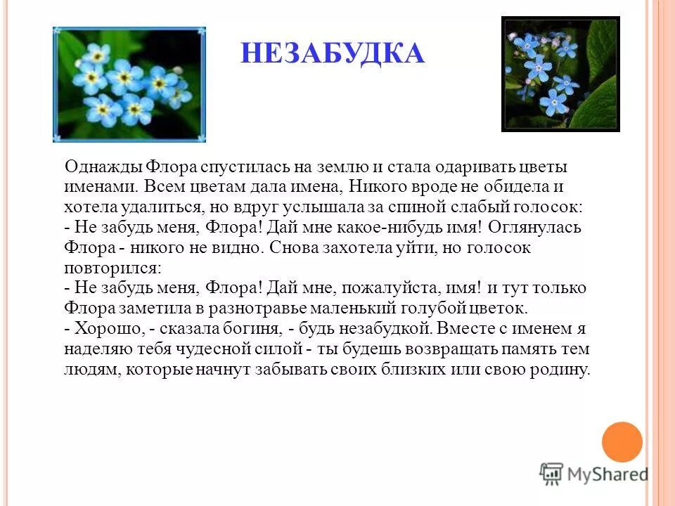 Незабудка что означает. Легенда о незабудке. Информация о цветах незабудках. Незабудка цветок описание. Незабудка характеристика растения.