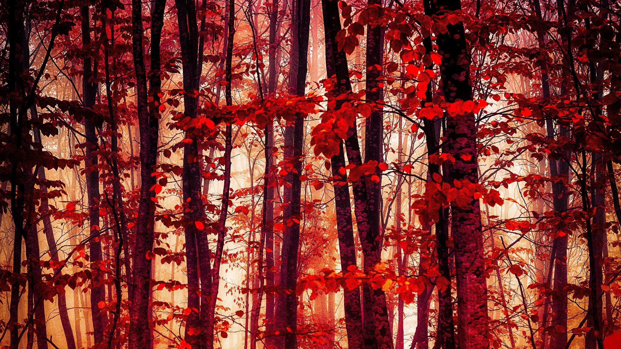 Красный лес участок. Красная осень. Красное дерево. Багровый лес. Красные леса.