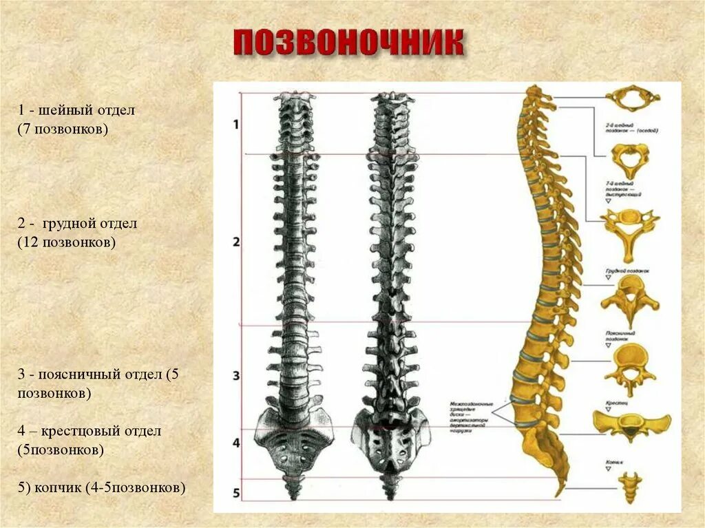 12 Грудной позвонок и поясничный позвонок. Пояснично-крестцовый отдел позвоночника строение. Строение крестца и поясничного отдела. Позвоночный столб крестцовый отдел. Органы крестцового отдела