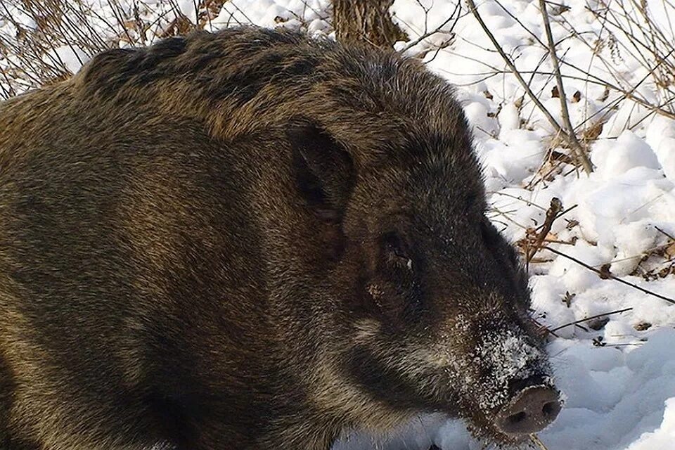 европейский дикий кабан sus scrofa ferus. вепрь кабан. дикий кабан с большими яйцами. дикая кабаниха с поросенком. кабаниха самка кабана.