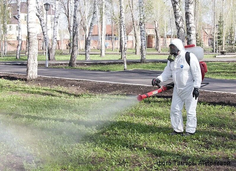 дезинсекция от клещей на участке. обработка участков от клещей. акарицидная обработка. обработка участков от клещей. акарицидная обработка от клещей.